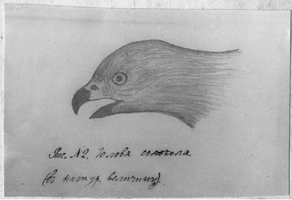 Н.К.Рерих. Голова сокола (Рис. № 2). 1890
