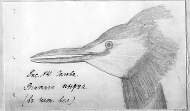 Н.К.Рерих. Голова рогатого нырца (Рис. № 4). 1890