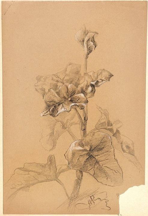 Н.К.Рерих. Растение. 1894