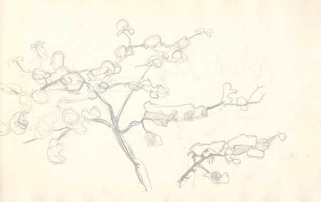 Н.К.Рерих. Эскиз дерева. 1913-1916