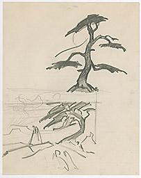 С.Н.Рерих. Дерево (набросок). 1920-1940-е