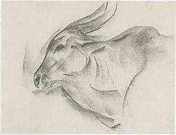 С.Н.Рерих. Голова буйвола (набросок). 1940-1960-е